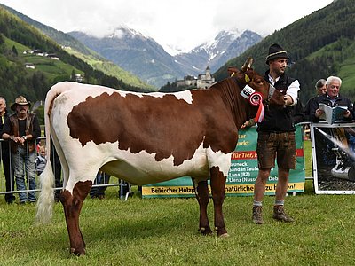 Siegerin der Kalbinnengruppe - MARBL (Bison x Astor) von Josef Ebenkofler, Oberpichler, Ahornach