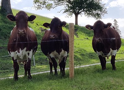 Ein schönes Pinzgauer-Trio - die Milchkühe von Veronika Gravogl in Kirchberg an der Pielach