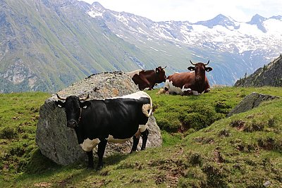 Wunderbare Kontraste - die Pinzgauer von Familie Blaickner, Prosing in Bramberg