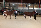 IMG 0491