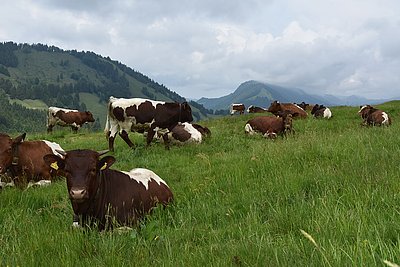 Zeigt sich etwas wolkenverhangen - die schöne Alpe Obere Einenegg in Oberstaufen