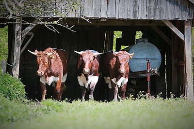 Schwarzbauers im oberbayerischen Steingriff!