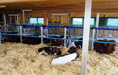 Ein wahres Pinzgauer-Paradies wartet auf Nachschub - bei Familie Alder in Toggenburg!