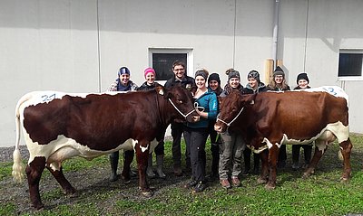 Erfolg für die LW-Gruppe der 3. Klasse ländliches Betriebs- u. Haushaltsmanagement beim Verkauf der beiden reinrassigen Pinzgauerinnen von Josef Höttl, Obermühle, Mittersill!