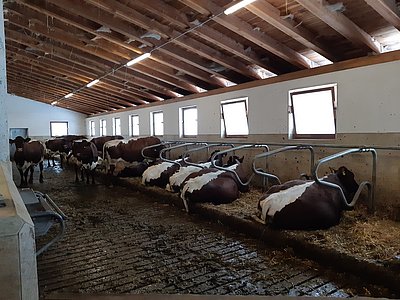 Produzieren beste Heumilch - die Kühe von Andreas Steger, Moaregger in St. Johann!