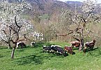 Traumhafte Frühlingsstimmung im oberösterreichischen Weyer bei Gabi und Erwin Stadler