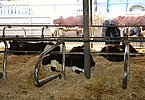 IMG 4690