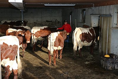 Die qualitätsvolle Mutterkuhherde am Madlenserhof!