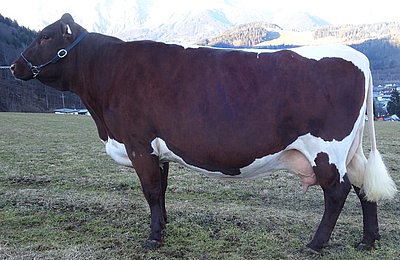 Mutter MINA Pp überzeugte in der 3. Laktation mit 6.935 kg Milch - 3,75 % Fett - 3,45 % Eiweiß.