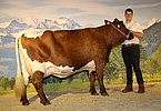 Kat.Nr. 245 - GAMS (V.Schell) v. Michael Gassner, Hansl, Saalfelden
