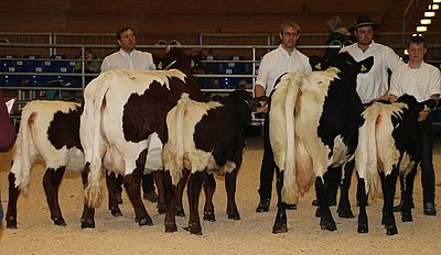 Qualitätsvolle Mutterkühe - v.l. Suse (V.Haller-Griff) von Johannes Schmidt und Nadell (V.UE Harry) von Josef u. Bernadette Leibold, welche Zwillingskälber bei Fuß hat!