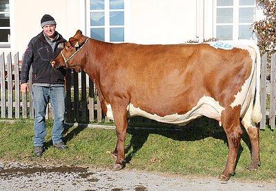 Drittkalbskuh Gundi (V.Jotan Red) von Wolfgang Porsche, Schüttgut, Zell am See produziert bereits bei Ferdinand Steinberger, Lambach, Stuhlfelden