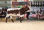 IMG 0471