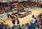 Gruppe Original Pinzgauer-Kühe mit 2 Abkalbungen
