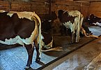 Sehr ansprechend - die Milchkühe von Familie Brandner, die den Sommer auf der Königstalalm verbringen!