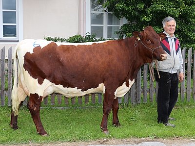 Reinrassige Zweitkalbskuh Almrausch (V.Rasta) von Martin Schmidinger, Premstein, Fusch