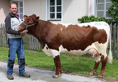 Jungkuh BIMBI (V.Rester) von Matthias Rauter, Hansal, Mariapfarr
