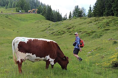 Thomas Sendlhofer gab die Bewertung der Kühe vor! Im Bild eine schöne Drittkalbskuh (V.Fasan) vom Jagerstbauern