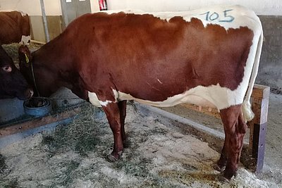 Jungkuh WALLY (V.Camp, leider nach dem Melken!) von Manfred Nindl, Schranzlern, Hollersbach