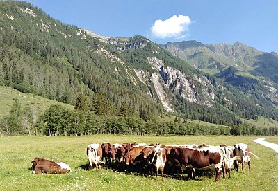 Unbedingt einen Besuch wert - die Palfneralm im hinteren Seidlwinkltal in Rauris!