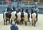 Vier Stiere von Martin Augustin sowie einer von Familie Leibold stehen zum Verkauf bereit!