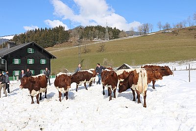 Perfekte Kuhbesichtigung im Winterauslauf bei Hans-Peter Moser, Großschönberg, Goldegg