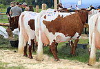 IMG 0722