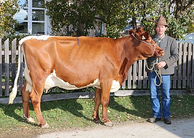 Zweitkalbskuh ALMRAUSCH (V.Laron Red) von Sebastian Steinberger, Hochmoos, Bischofshofen wechselte zu Peter Bodner, Huber in Pfalzen/Südtirol