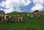 Saftiger geht's kaum - die Alpweiden versprechen beste Grundlage für die Käseproduktion!