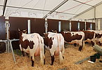 IMG 6879