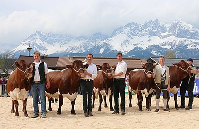 Sensationelle Pinzgauer-Reinzucht im Finale der besten Kühe!