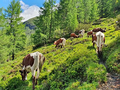 Hier lebt sich's keinesfalls schlechter - auf der Piffhochalm im Fuschertal!