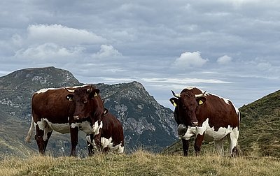 Verkaufen Orginal Pinzgauer mit Horn Katharina und Josef Gehwolf