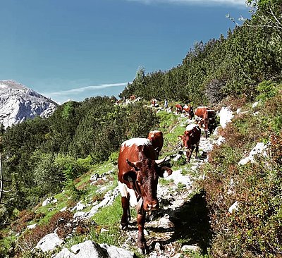 Nicht zu übersehen - der beschwerliche Anstieg zur Reiter Alm!