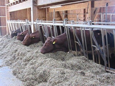 Der Betrieb wirtschaftet nach ökologischen Grundsätzen