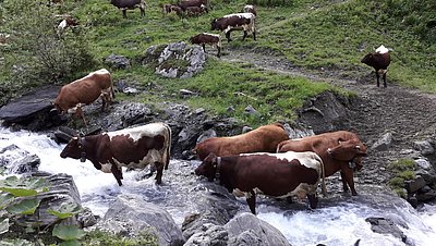 Erfrischende Alpzeit in der Schweiz!