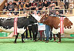 IMG 6817