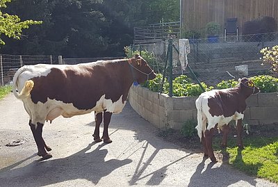 Sieht nach dem nächsten Zuchtstier aus - Nachkomme aus Streif