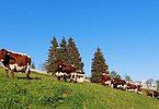 Ein traumhaftes Almleben für die Kühe von Familie Schiefer am Rapoldsberg