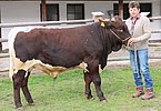 Zuchtstier STACHUS (Starmor x Ramorat) von Gabriele Huber, Brandstätt, Radstadt