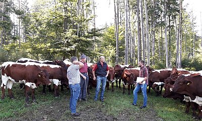 Unter anderem wurden am Betrieb Liesinger in Villach Tiere angekauft. (In der Bildmitte Liesinger Hans sen. und jun., rechts Georg Wutzl)