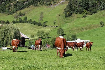 Bekannt für hohe Qualität - die Kuhherde von Familie Ebner, Oberbichl in Großarl!