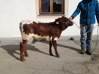 Das hochkarätige FALKE x LENZ-Zuchtkalb von Monika u. Markus Stranger, Leitengut, Altenmarkt gibt es am Samstag zu gewinnen!