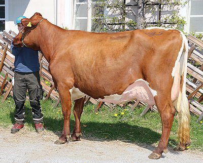 Zweitkalbskuh Paula (V.Redstream RH) vom Landesgut Litzlhof, Lendorf/Ktn.