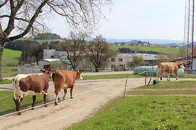 Der Drang zum Weidegang -