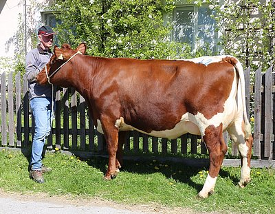 Jungkuh MIRA (V.Elayo Red) von Manfred Nindl, Schranzlern, Hollersbach