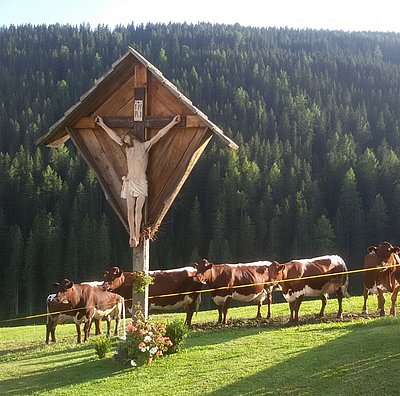 Ein wahrer Kraftplatz, den auch Kühe spüren! Die schöne Kuhherde von Werner Taschler versammelt sich unter dem Kreuz des Taschlerhofes in Toblach/Südtirol!