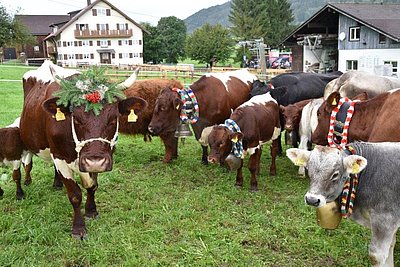 Auch die Kuh vom Hirten Ludwig Kirner bekommt einen Kranz!