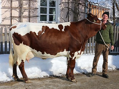 Drittlaktierende KELLY (V.Fidelio) von Michaela Mitterlechner, Lindbichl, St. Johann/Pg.