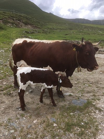 Kälbchen Almrausch wurde auf der Alm geboren und bekam sofort ein Glöckchen umgehängt;)